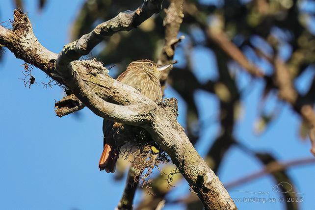 STREAKED XENOPS (Xenops rutilans) - Stäng / close