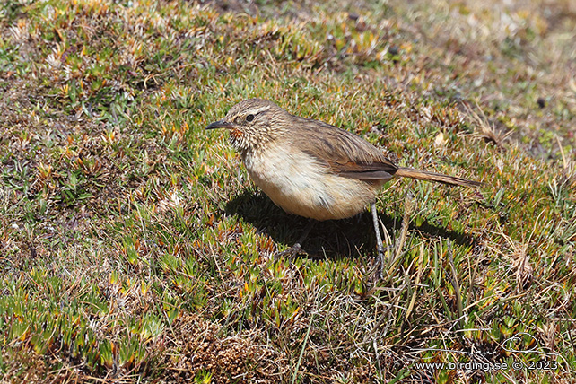 STREAK-THROATED CANASTERO (Asthenes humilis) - Stäng / close