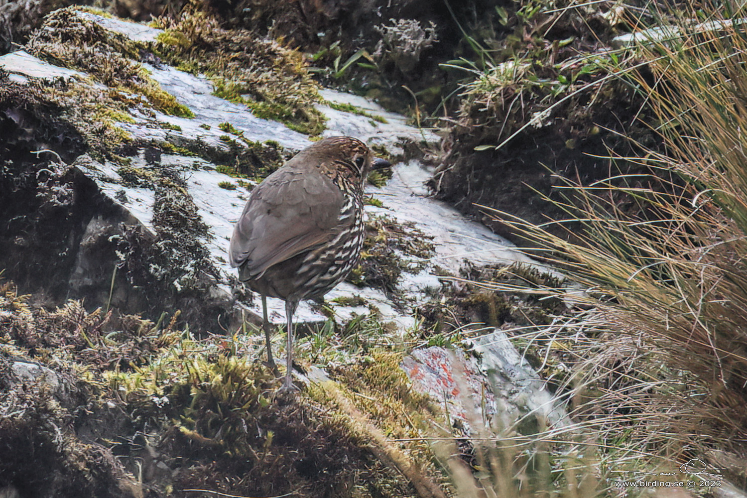 STRIPE-HEADED ANTPITTA (Grallaria andicolus) - Stäng / close