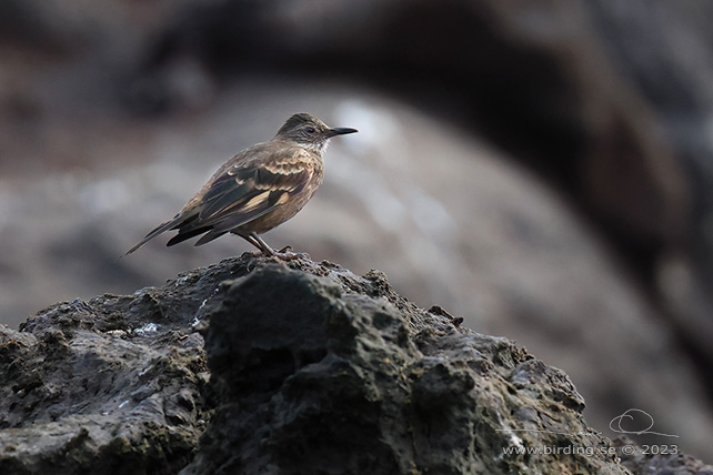 PERUVIAN SEASIDE CINCLODES (Cinclodes taczanowskii) - Stäng / close