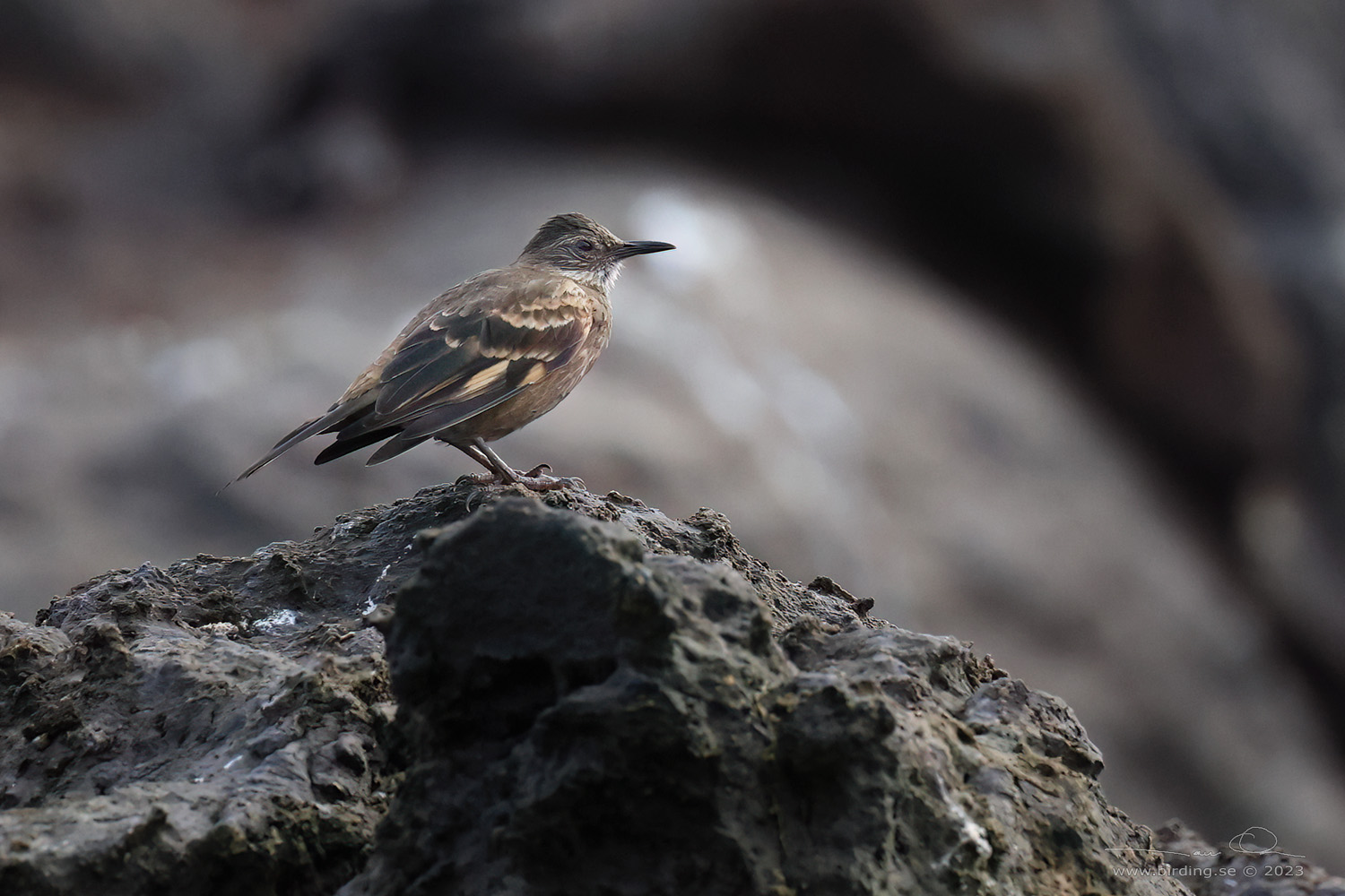 PERUVIAN SEASIDE CINCLODES (Cinclodes taczanowskii) - Stäng / close