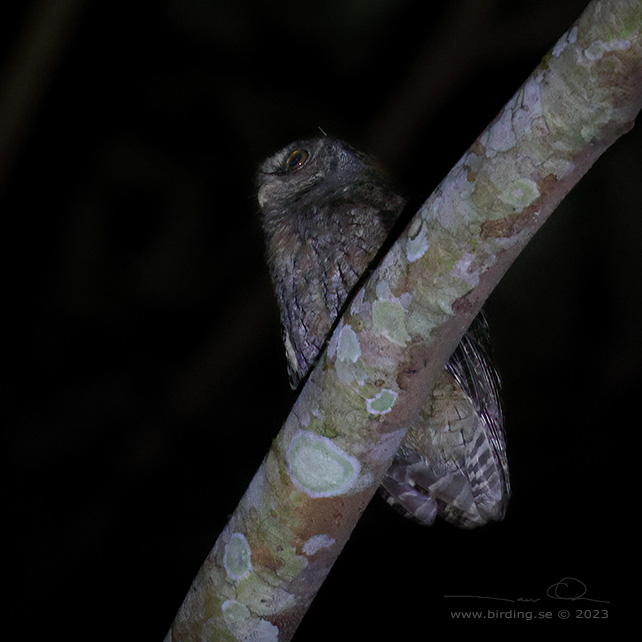TAWNY-BELLIED SCREECH OWL (Megascops watsonii) - Stäng / close