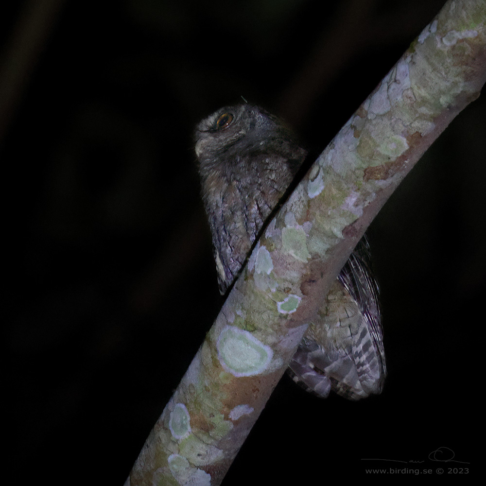 TAWNY-BELLIED SCREECH OWL (Megascops watsonii) - Stäng / close
