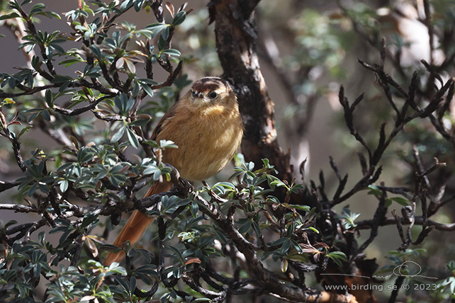TAWNY TIT-SPINETAIL (Sylviorthorhynchus yanacensis) - Stäng / close