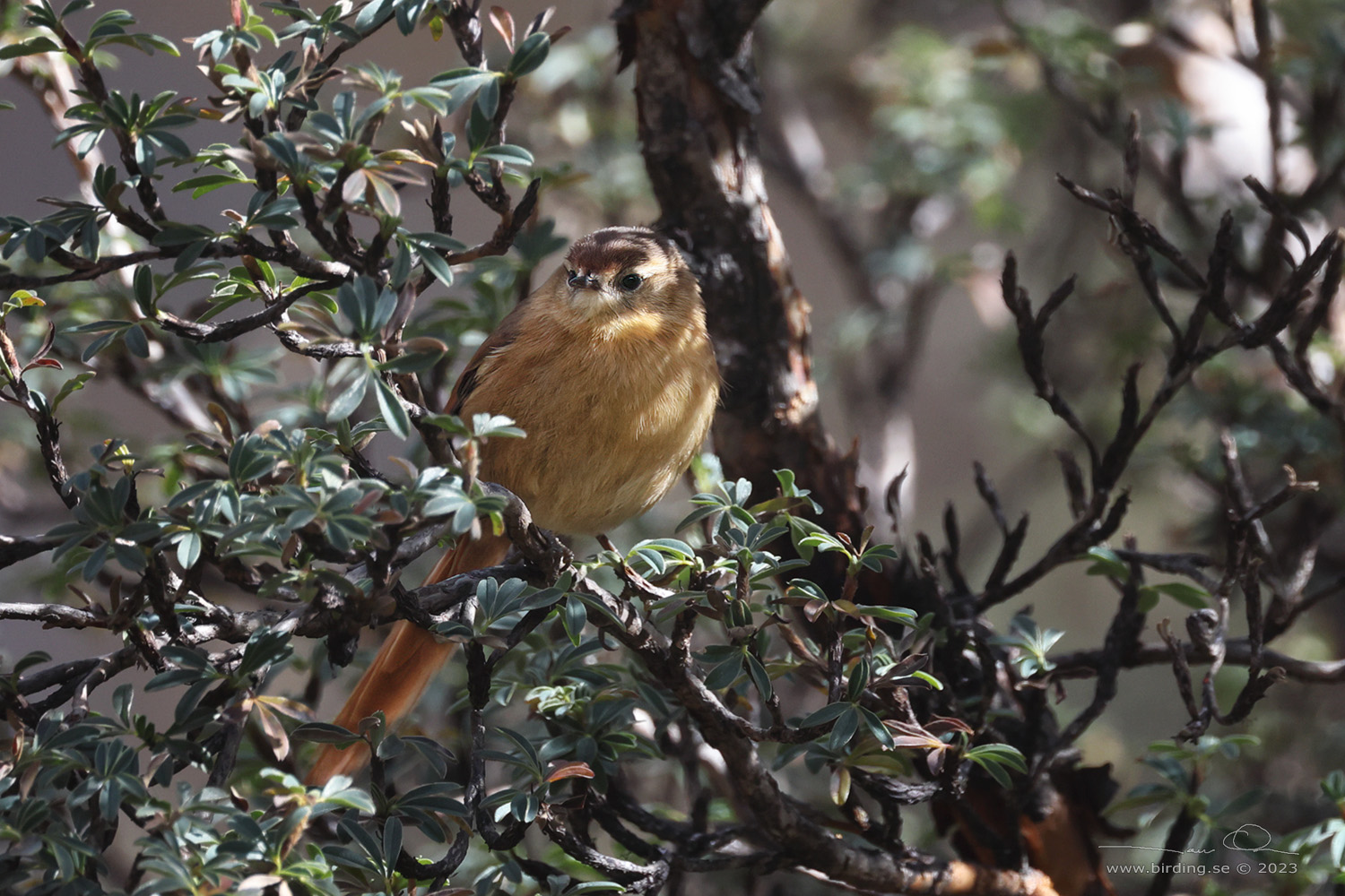 TAWNY TIT-SPINETAIL (Sylviorthorhynchus yanacensis) - Stäng / close