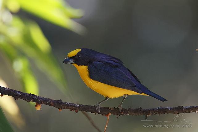 THICK-BILLED EUPHONIA (Euphonia laniirostris) - stor bild / full size