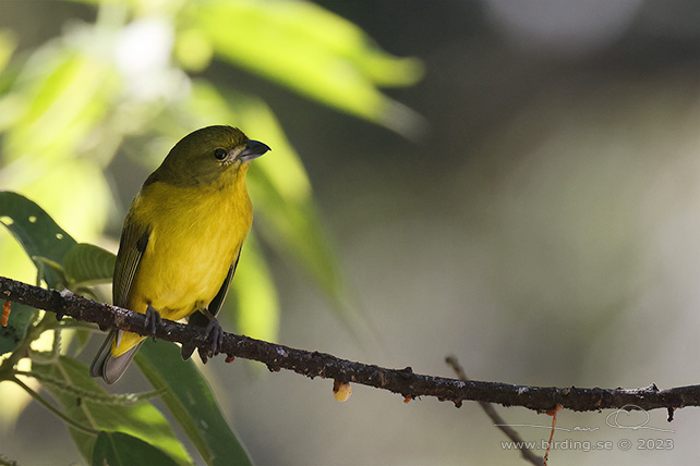 THICK-BILLED EUPHONIA (Euphonia laniirostris) - stor bild / full size