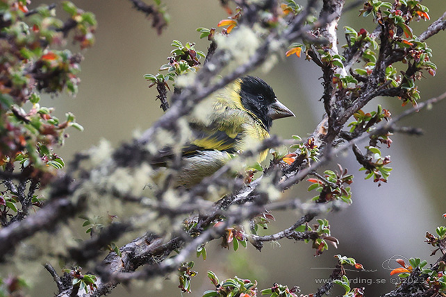 THICK-BILLED SISKIN (Spinus crassirostris) - Stäng / close