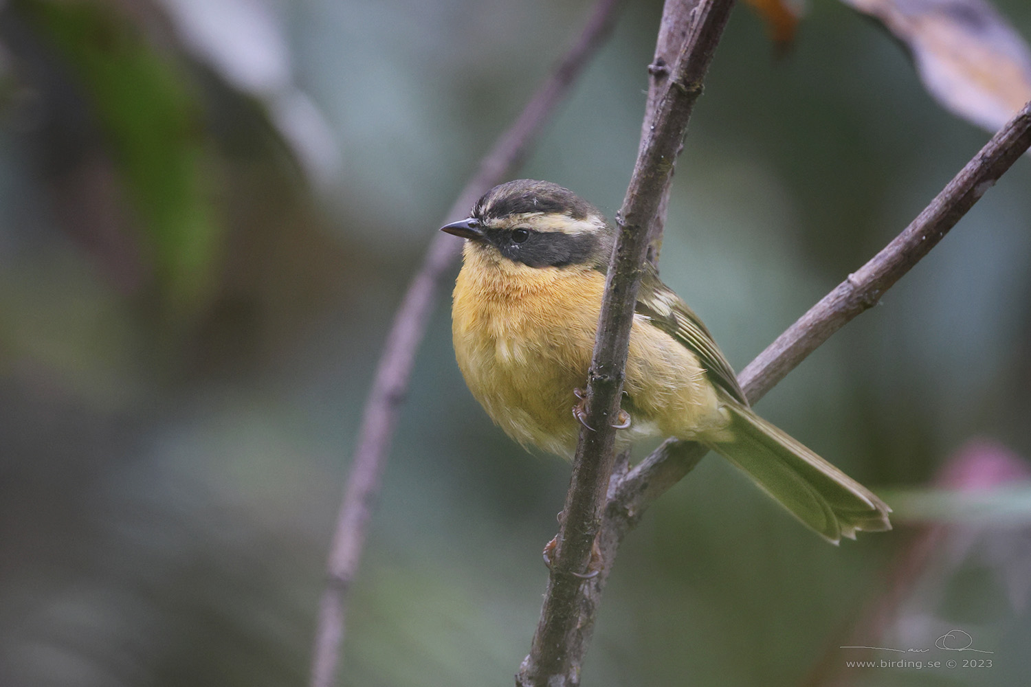 THREE-STRIPED HEMISPINGUS (Microspingus trifasciatus) - Stäng / close