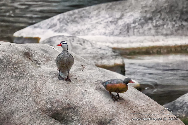 TORRENT DUCK (Merganetta armata) - stor bild / full size
