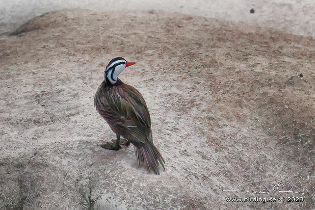 TORRENT DUCK (Merganetta armata) - stor bild / full size