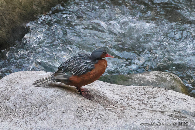 TORRENT DUCK (Merganetta armata) - stor bild / full size