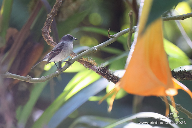 TORRENT TYRANNULET (Serpophaga cinerea) - Stäng / close