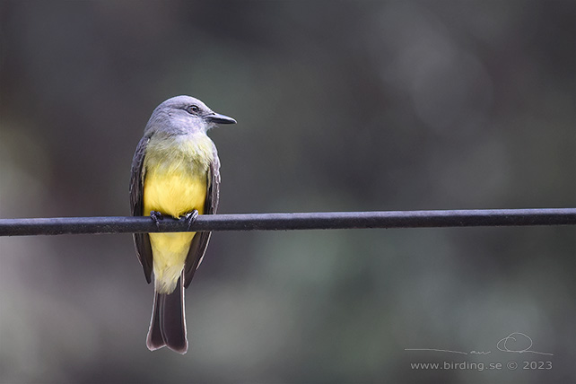 TROPICAL KINGBIRD (Tyrannus melancholicus) - Stäng / close