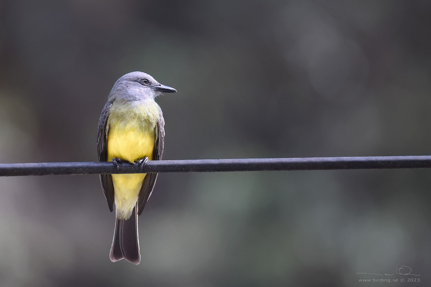 TROPICAL KINGBIRD (Tyrannus melancholicus) - Stäng / close