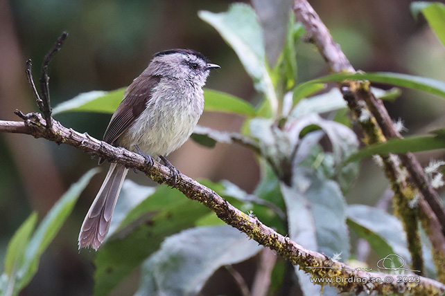 UNSTREAKED TIT-TYRANT (Uromyias agraphia) - Stäng / close