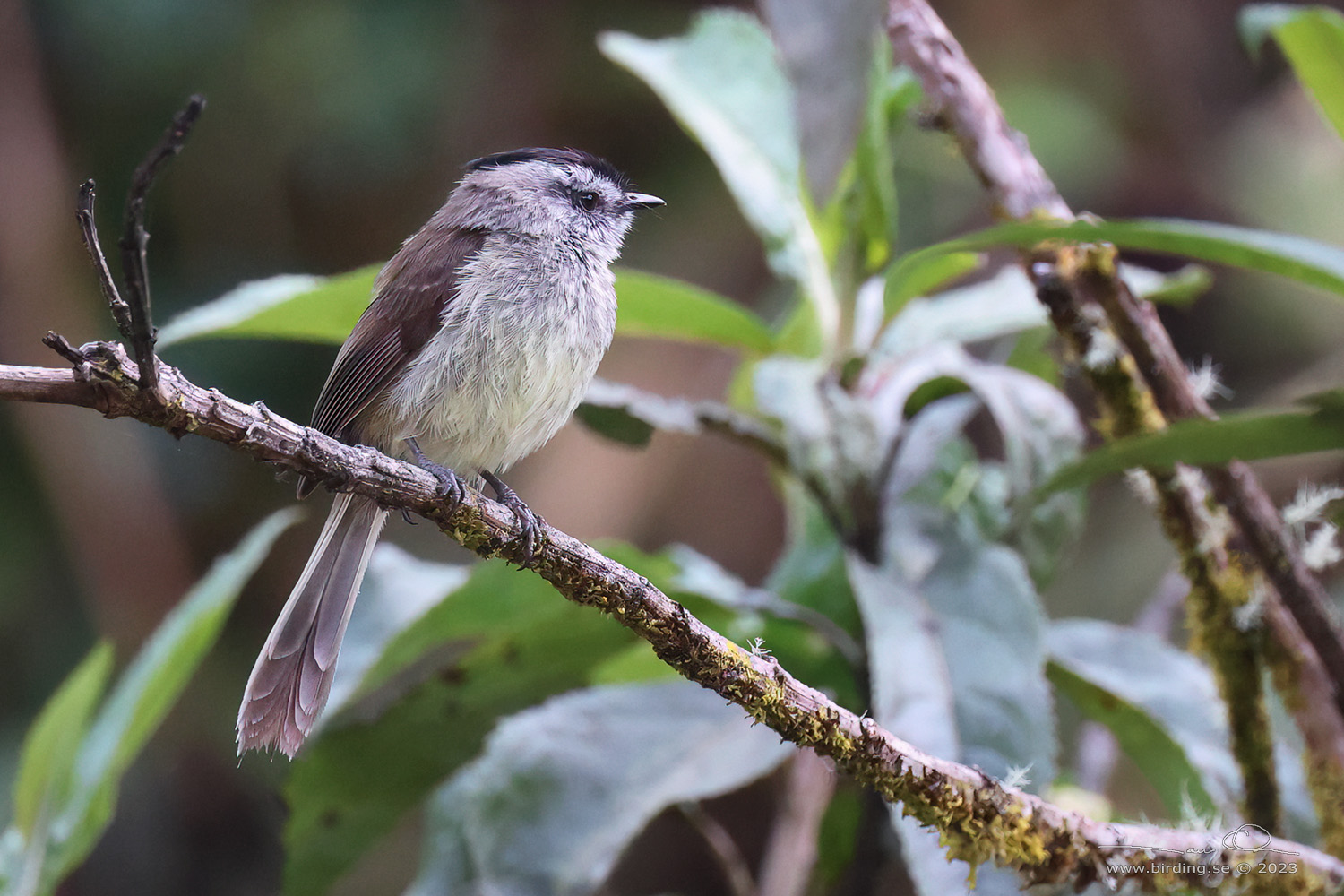 UNSTREAKED TIT-TYRANT (Uromyias agraphia) - Stäng / close