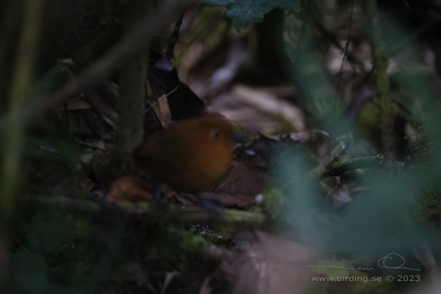 URUBAMBA ANTPITTA (Grallaria occabambae) - Stäng / close