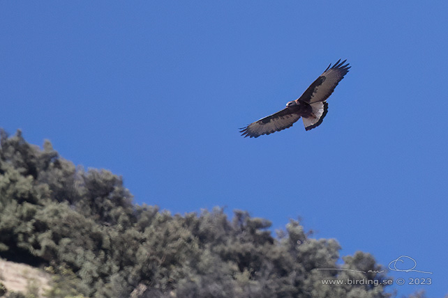 VARIABLE HAWK (Geranoaetus polyosoma) - Stäng / close