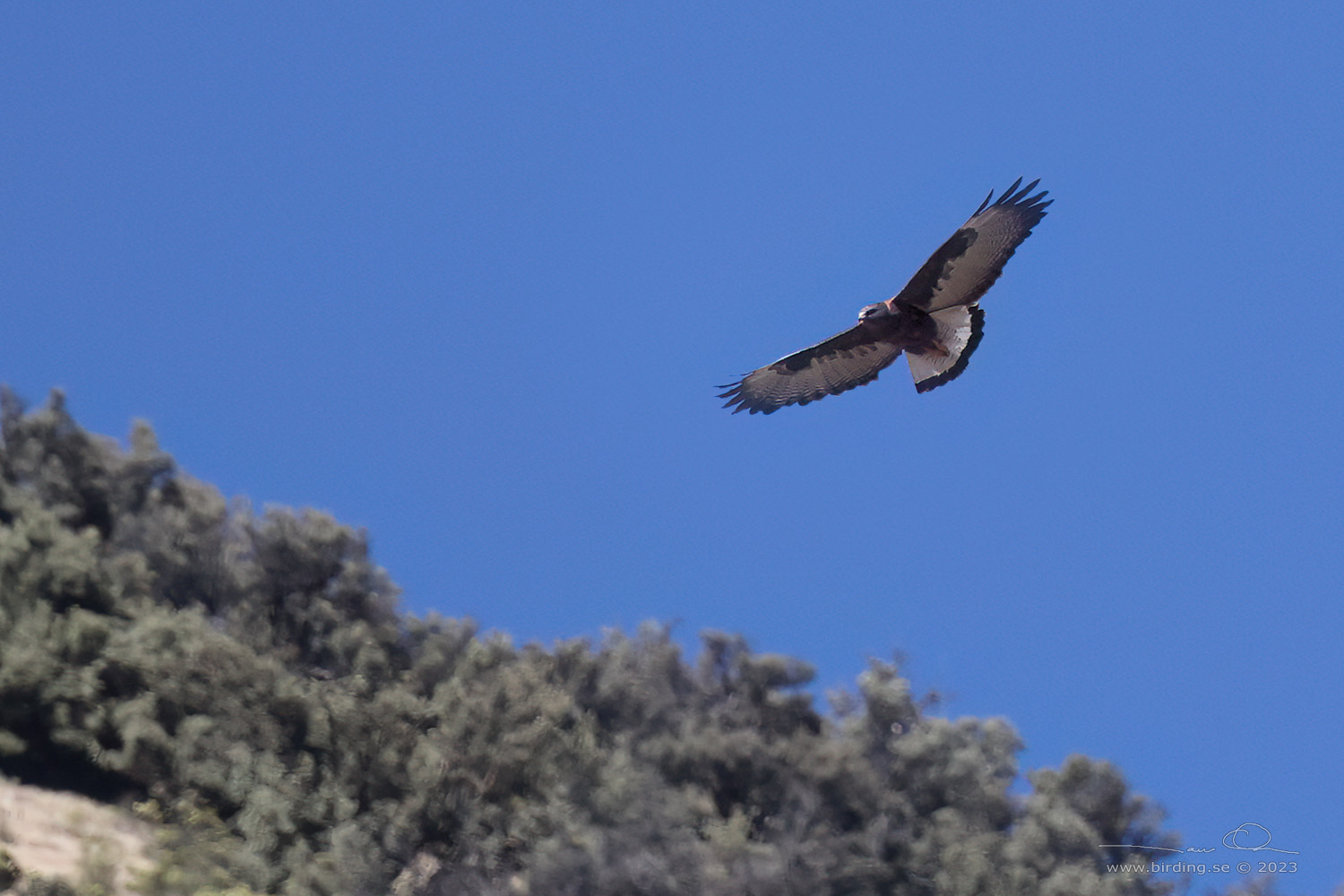 VARIABLE HAWK (Geranoaetus polyosoma) - Stäng / close