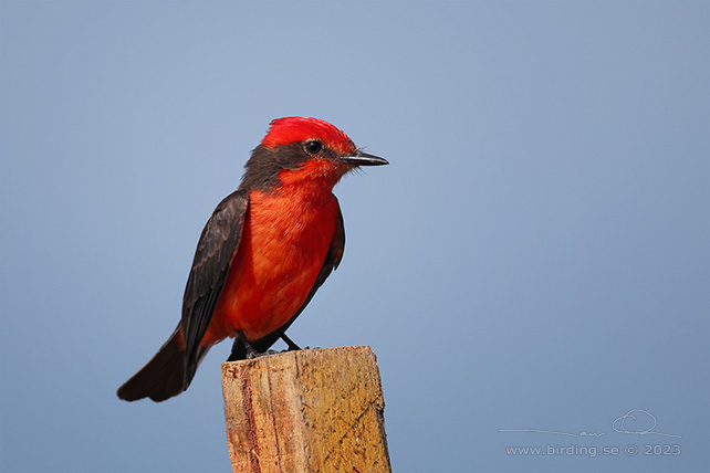 VERMILION FLYCATCHER (Pyrocephalus obscurus) - Stäng / close