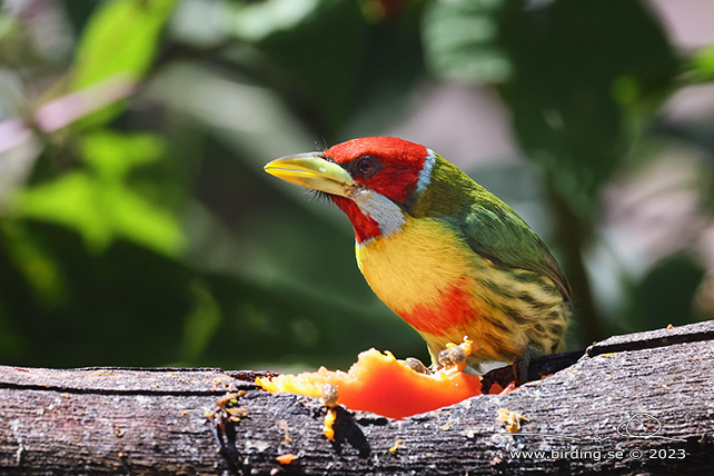 VERSICOLORED BARBET (Eubucco versicolor) - stor bild / full size