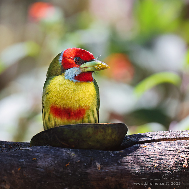 VERSICOLORED BARBET (Eubucco versicolor) - stor bild / full size