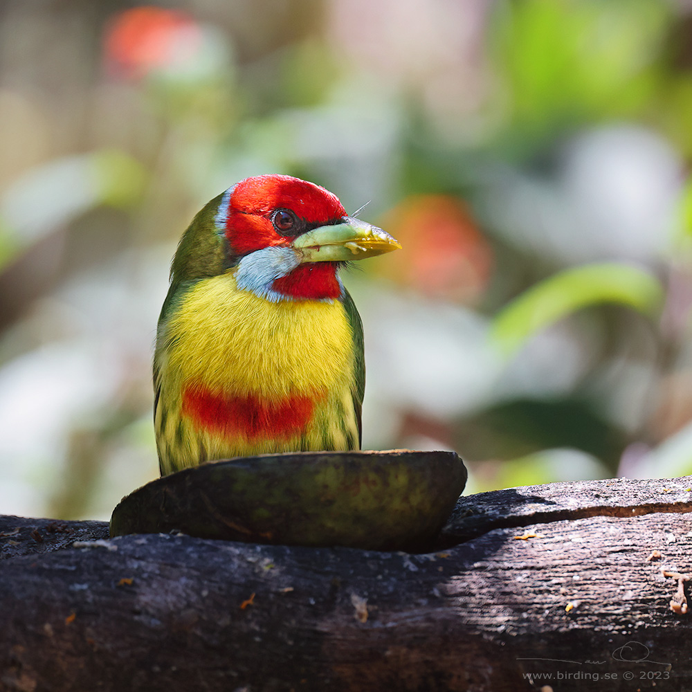 VERSICOLORED BARBET (Eubucco versicolor) - Stäng / close