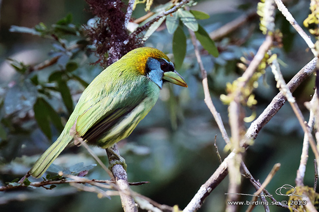 VERSICOLORED BARBET (Eubucco versicolor) - stor bild / full size