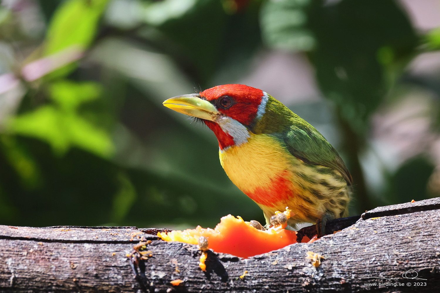 VERSICOLORED BARBET (Eubucco versicolor) - Stäng / close