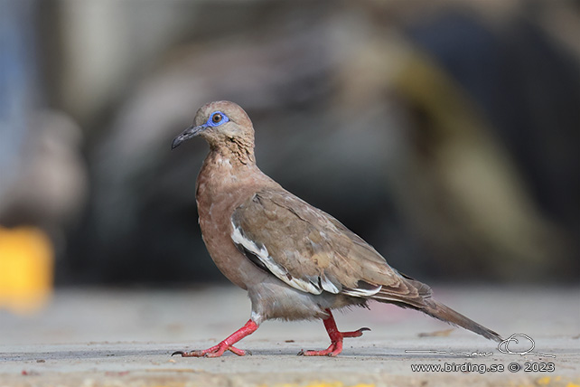 WEST PERUVIAN DOVE (Zenaida meloda) - Stäng / close
