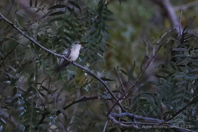 WHITE-BELLIED HUMMINGBIRD (Elliotomyia chionogaster) - Stäng / close