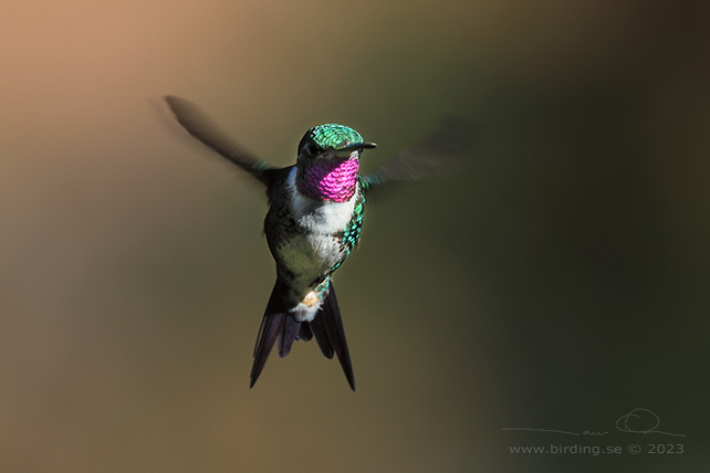 WHITE-BELLIED WOODSTAR (Chaetocercus mulsant) - stor bild / full size