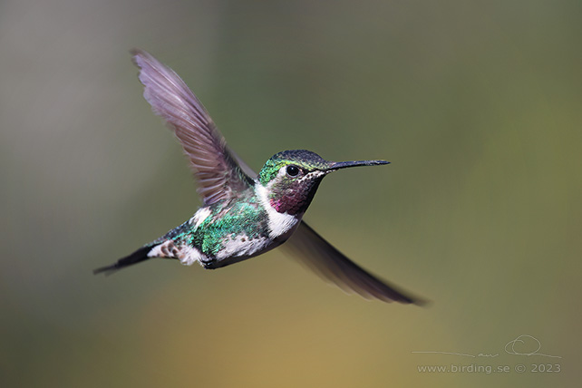 WHITE-BELLIED WOODSTAR (Chaetocercus mulsant) - stor bild / full size
