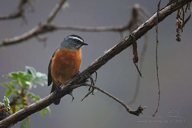 WHITE-BROWED CONEBILL (Conirostrum ferrugineiventre) - stor bild / full size