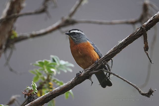 WHITE-BROWED CONEBILL (Conirostrum ferrugineiventre) - stor bild / full size