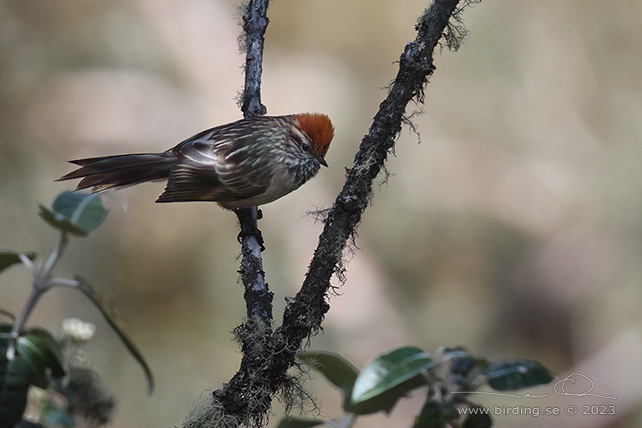 WHITE-BROWED SPINETAIL (Leptasthenura xenothorax) - Stäng / close