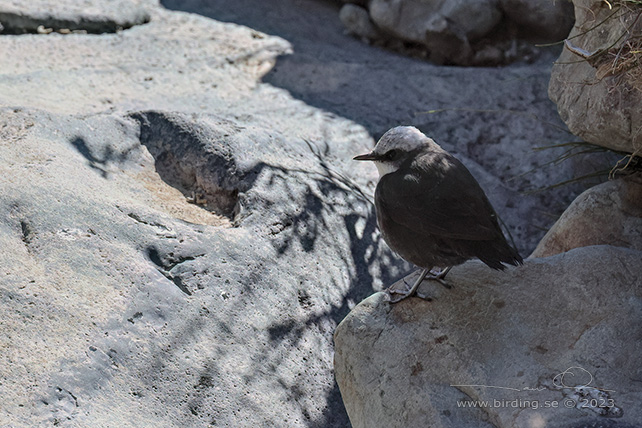 WHITE-CAPPED DIPPER (Cinclus leucocephalus) - Stäng / close