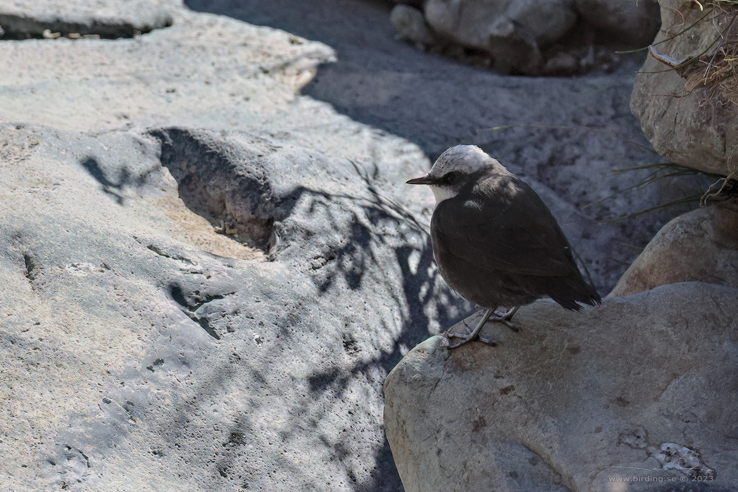 WHITE-CAPPED DIPPER (Cinclus leucocephalus) - Stäng / close