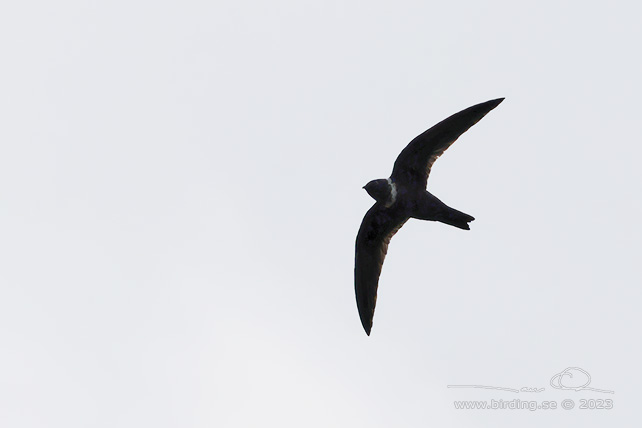 WHITE-COLLARED SWIFT (Streptoprocne zonaris) - stor bild / full size