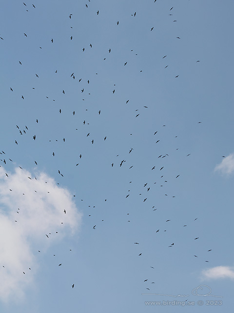 WHITE-COLLARED SWIFT (Streptoprocne zonaris) - stor bild / full size