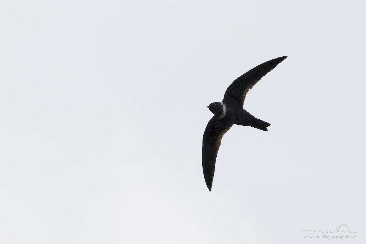WHITE-COLLARED SWIFT (Streptoprocne zonaris) - Stäng / close