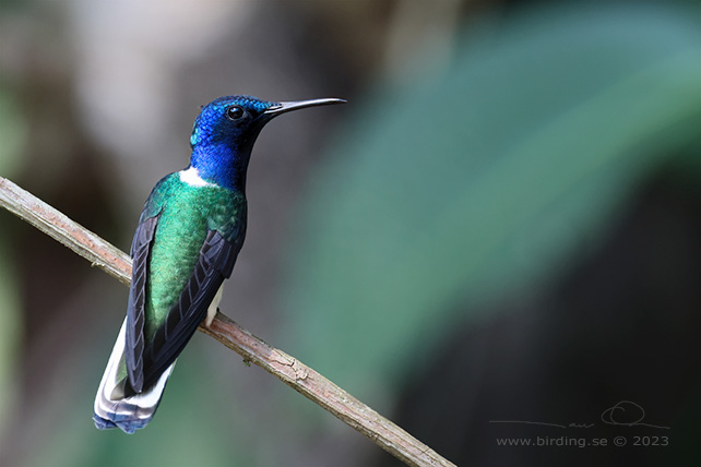 WHITE-NECKED JACOBIN (Florisuga mellivora) - Stäng / close