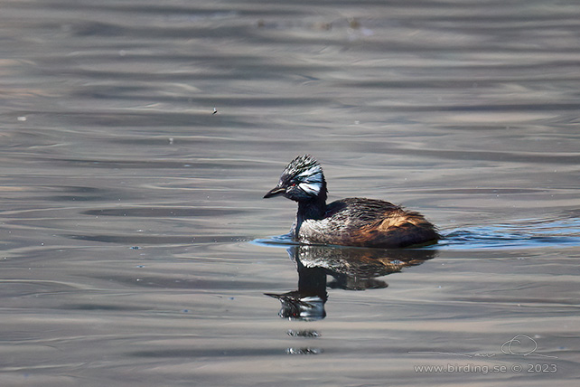 WHITE-TUFTED GREBE (Rollandia rolland) - Stäng / close