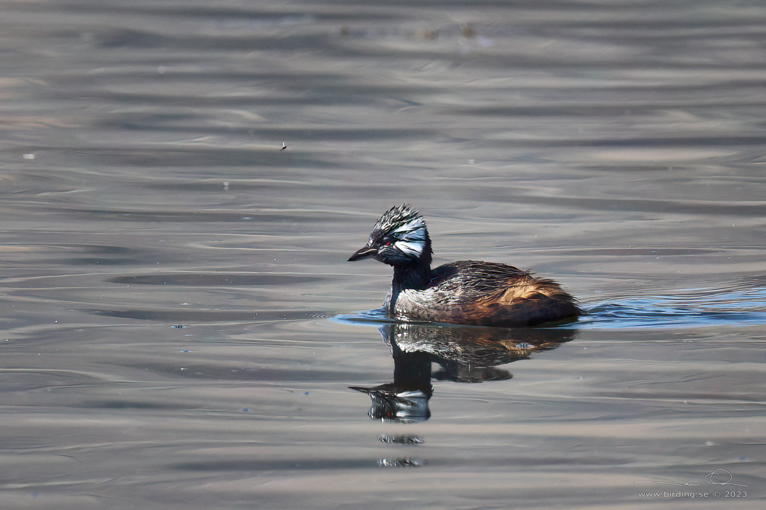 WHITE-TUFTED GREBE (Rollandia rolland) - Stäng / close