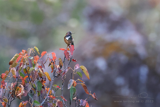 WHITE-TUFTED SUNBEAM (Aglaeactis castelnaudii) - Stäng / close