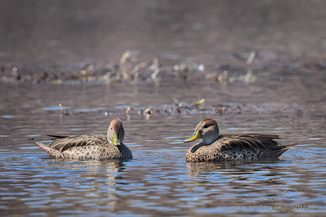 YELLOW-BILLED PINTAIL (Anas georgica) - Stäng / close