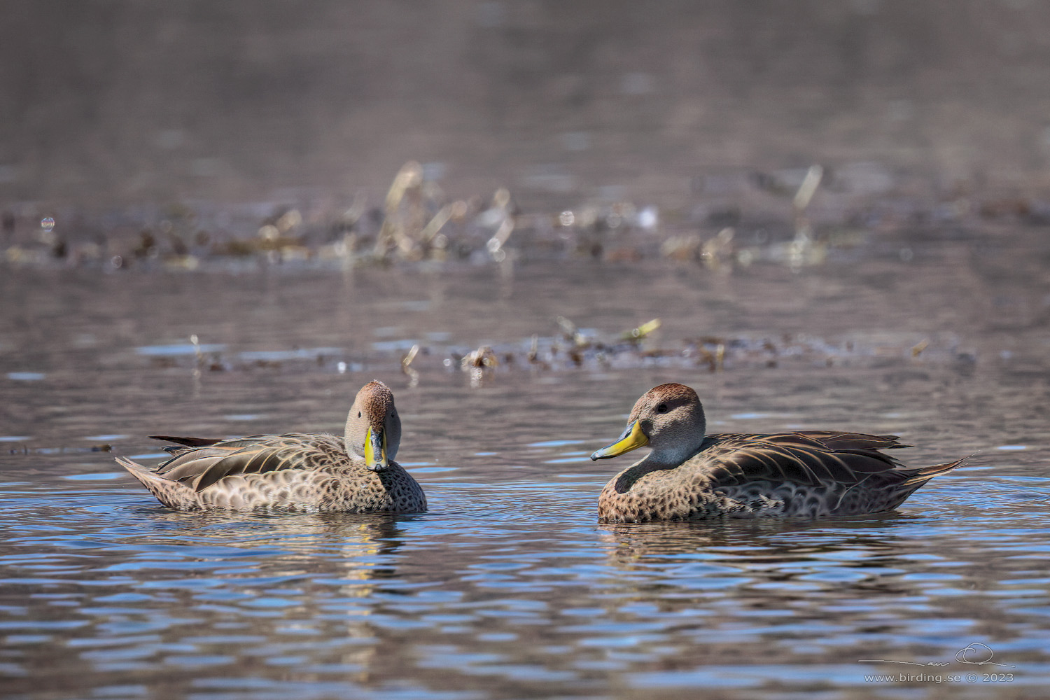 YELLOW-BILLED PINTAIL (Anas georgica) - Stäng / close