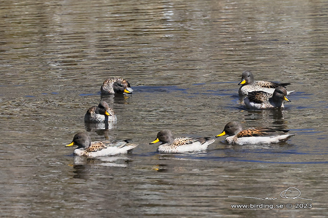 YELLOW-BILLED TEAL (Anas flavirostris) - stor bild / full size
