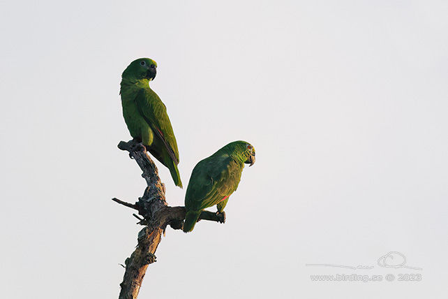 YELLOW-CROWNED AMAZON (Amazona ochrocephala) - stor bild / full size